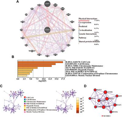 Investigating CENPW as a Novel Biomarker Correlated With the Development and Poor Prognosis of Breast Carcinoma